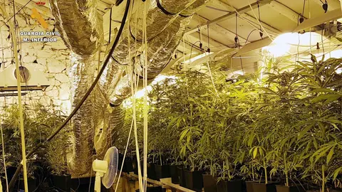 Plantaci&oacute;n de marihuana en Ampuero