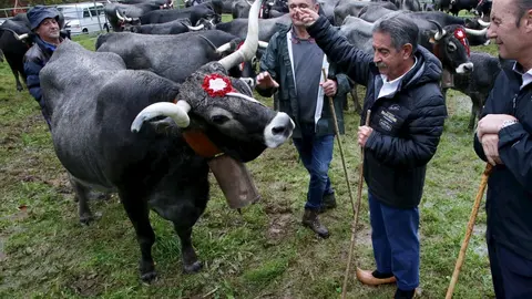 El presidente de Cantabria, Miguel &Aacute;ngel Revilla, asiste a la tradicional feria ganadera de San Mart&iacute;n de Trece&ntilde;o