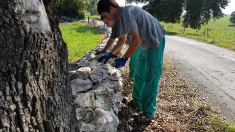 Labores de mejora del Camino Lebaniego