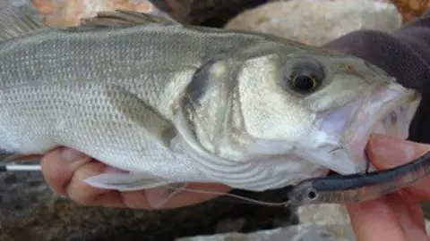 pesca recreativa lubina