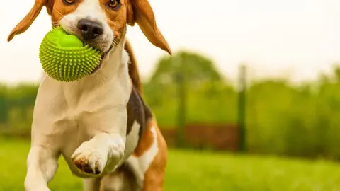 bigstock-dog-beagle-having-fun-running-294325987-1