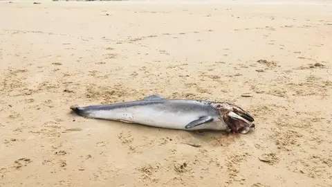 Cr&iacute;a de delf&iacute;n aparece muerta en la playa de Helguera, en Noja (Cantabria) y con varias heridas en el cuerpo, al parecer por golpearse con las rocas