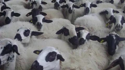 Lechazos bajo la IGP de Castilla y Le&oacute;n