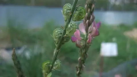 Floraci&oacute;n. Flor. Primavera.