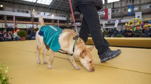 Torrelavega recuerda las normas que han de seguirse a la hora de pasear mascotas durante el estado de alarma