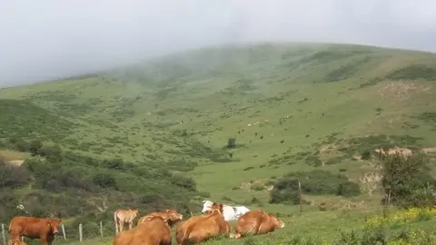 Vacas en Campoo de Yuso