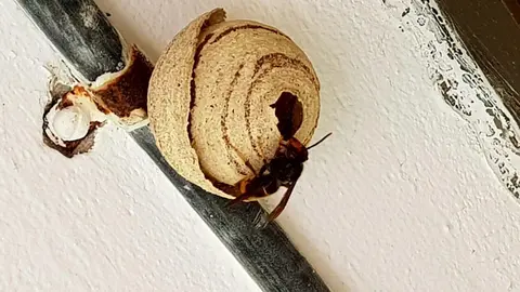 Nido primario de avispa asi&aacute;tica