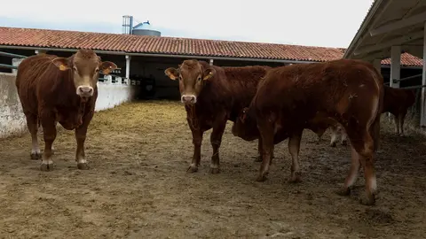 Vacas en las instalaciones de ganado del Instituto Madrile&ntilde;o de Investigaci&oacute;n y Desarrollo Rural, Agrario y Alimentario (IMIDRA). 