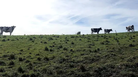 Vacas en un campo