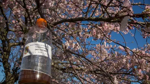 Trampa para la avispa asi&aacute;tica en Camargo