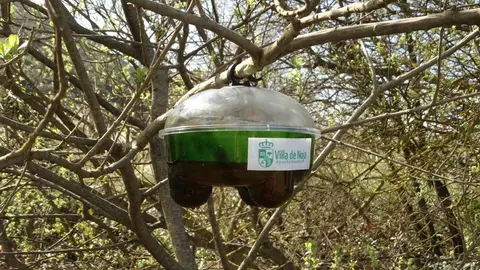 Trampa avispa asi&aacute;tica