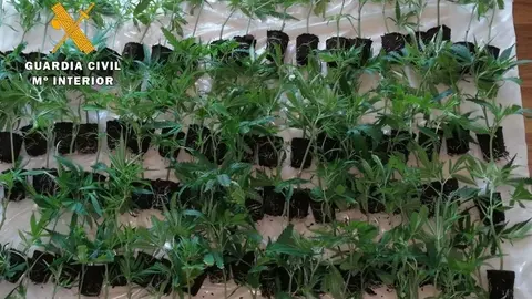 Nota De Prensa La Guardia Civil Detiene A Un Hombre Que Transportaba Mas De 100 Plantas De Marihuana