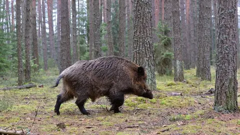 Big wild boar walking in a green forest