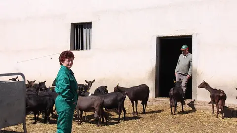 Ganaderos con cabras