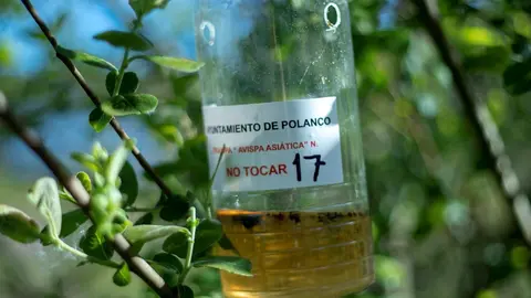 Polanco.- Capturadas 1.655 reinas de avispa asi&aacute;tica en la nueva campa&ntilde;a de control