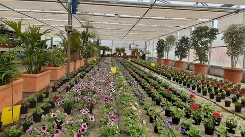 Plantas de temporada