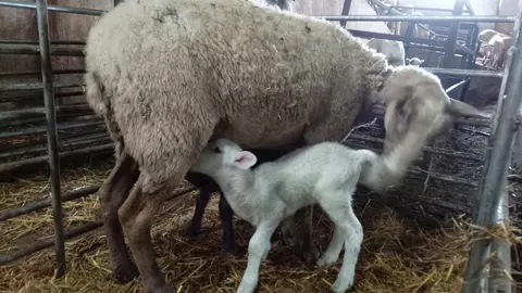 Cordero con cr&iacute;a