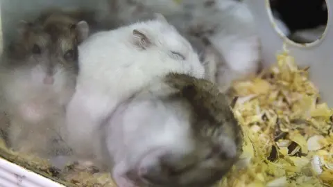 Ratas de laboratorio, en una imagen de archivo.