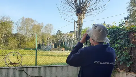 Observaci&oacute;n de aves desde casa por el confinamiento para frenar el COVID-E19