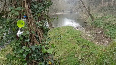Trampeo de avispa asi&aacute;tica en Pi&eacute;lagos