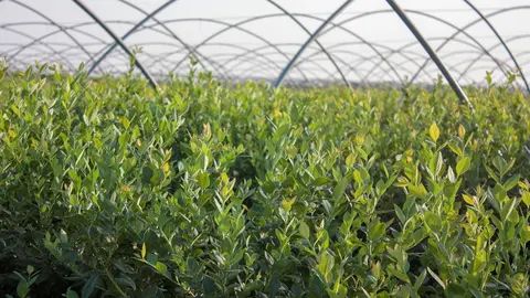 Finca de ar&aacute;ndanos en Lucena del Puerto.