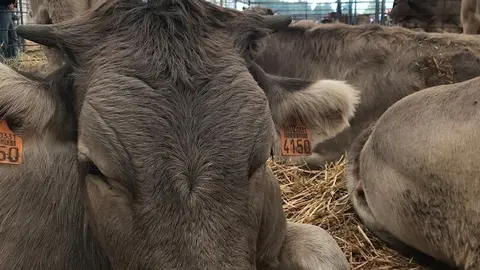 Vaca, ganado, feria, vacuno