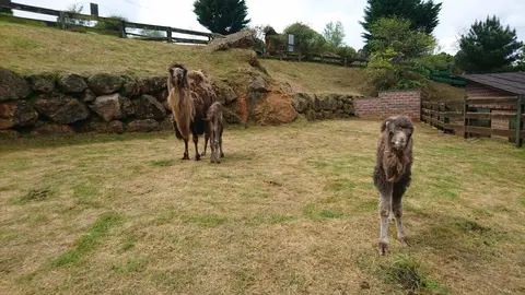 Las dos cr&iacute;as de camello que han nacido en Cab&aacute;rceno durante el estado de alarma con una de las madres