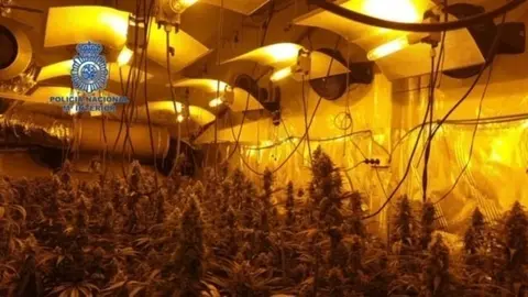 Imagen de la plantaci&oacute;n 'indoor' desmantelada