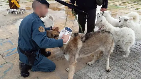 Rdo. Nota De Prensa Guardia Civil (Compraci&oacute;n De Buen Uso Estado Sanitario De Los Perros)