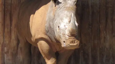 Rinoceronte En El Parque De Cab&aacute;rceno