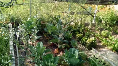 Huertos urbanos de Toledo.