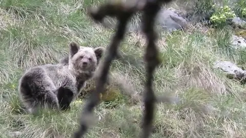 Osezna Saba en Picos de Europa, tras su recuperaci&oacute;n en Cantabria