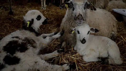 Corderos en un establo de la empresa ganadera Lechal Colmenar, una ganader&iacute;a que se ha visto obligada a modificar su manera de trabajar por la pandemia del Covid-19 y ahora reparten cordero lechal aut&oacute;ctono de Madrid a domicilio.