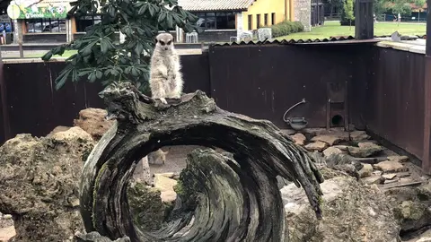 Suricata de Cab&aacute;rceno