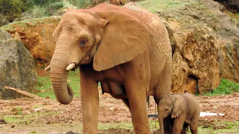 La elefanta Maruca y su madre. Archivo.