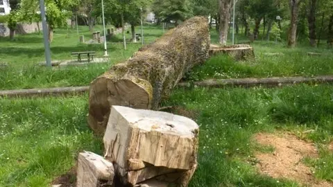 ARCA denuncia la tala de fresnos centenarios en el Parque de las Fuentes