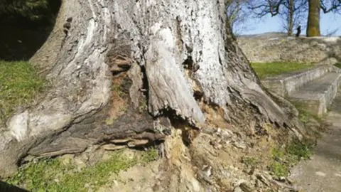 Fresno talado en el Parque de la Fuentes