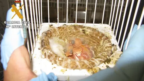 Nido de aves recuperadas