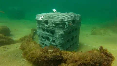 Arrecife artificial fabricado por la UC