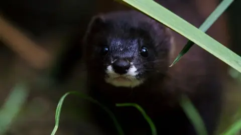 Vis&oacute;n Europeo. Especie en peligro de extinci&oacute;n en Espa&ntilde;a en los pr&oacute;ximos cinco a&ntilde;os.