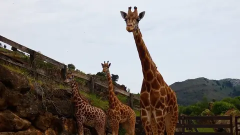Jirafas en Cab&aacute;rceno