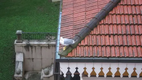 Gaviotas En Santander