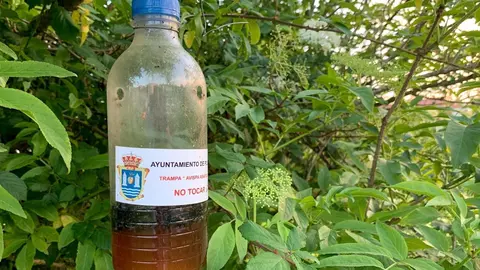 Trampa de avispa asiatica