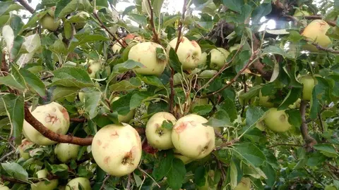 Manzanas da&ntilde;adas por el pedrisco en un cultivo