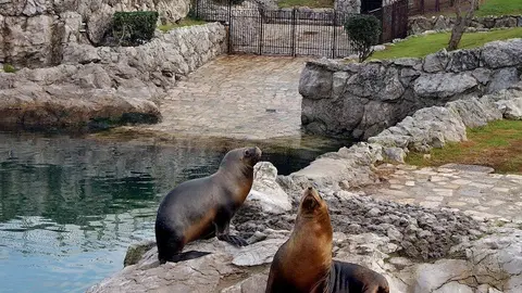 Focas del minizoo de La Magdalena