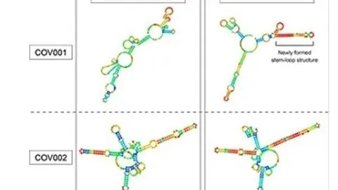 Debido a unas pocas mutaciones importantes, el &aacute;rea del genoma llamada COV001 no forma una estructura en forma de horquilla en el virus del SARS (arriba a la izquierda), pero s&iacute; en el virus COVID-19 (arriba a la derecha).