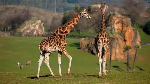 Jirafas En El Parque De La Naturaleza De Cabarceno