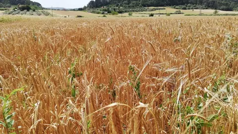 Campos de cultivo en el Pla de Mallorca.