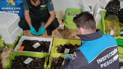 Nota De Prensa La Guardia Civil Interviene M&aacute;s De 30Kg De Percebe Ilegal En Una Pescader&iacute;a De Castro Urdiales