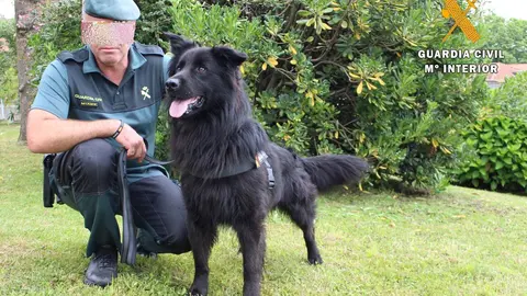 Nota De Prensa Nuevo Perro En La Guardia Civil